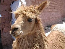 220px-Alpaca_cuzco_peru.jpg