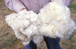 250px-Wool.www.usda.gov.jpg
