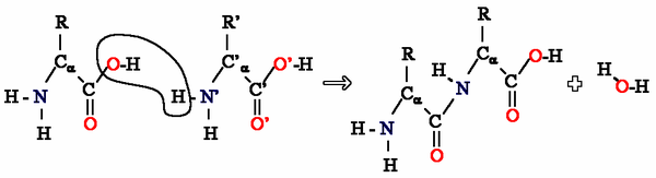 600px-2-amino-acidsb.png